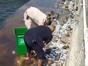 Fenomena Ikan-ikan Menepi di Pantai Jakarta Utara Fenomena Ikan-ikan Menepi di Pantai Jakarta Utara