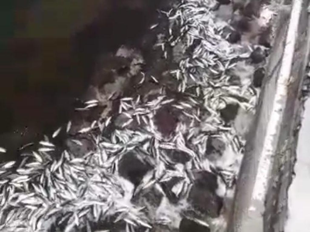 DKPKP: Ikan-ikan Menepi ke Pantai karena Mabuk, Air Laut Keruh