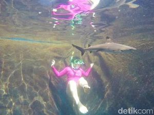 Mau Berenang Bareng Hiu Sirip Hitam, Datanglah ke Banyuwangi