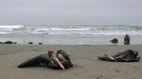 Positif Flu Burung, 13 Ribu Pelikan Mati di Pantai Peru