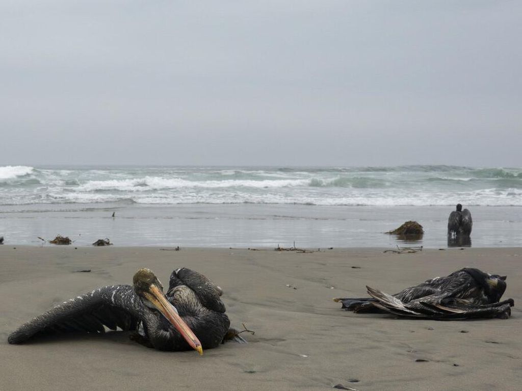 Positif Flu Burung, 13 Ribu Pelikan Mati di Pantai Peru