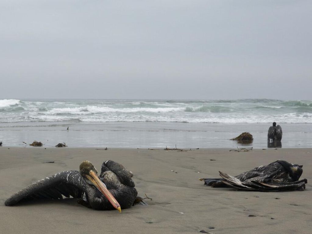 Positif Flu Burung, 13 Ribu Pelikan Mati di Pantai Peru Positif Flu Burung, 13 Ribu Pelikan Mati di Pantai Peru