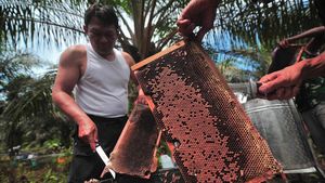 Mau Tahu Gimana Produksi Madu Lebah Budi Daya? Nih Cek!