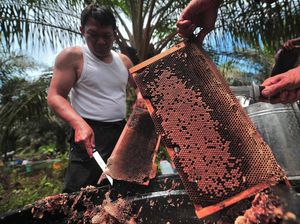 Mau Tahu Gimana Produksi Madu Lebah Budi Daya? Nih Cek!