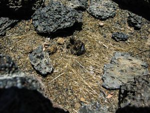 Peneliti Temukan Pelapukan Batu Bisa Jadi Sumber Karbon Dioksida di Bumi