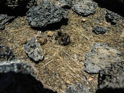 Peneliti Temukan Pelapukan Batu Bisa Jadi Sumber Karbon Dioksida di Bumi