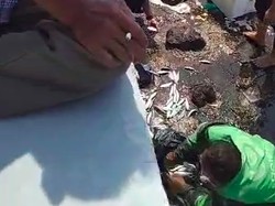 Viral, Fenomena Ikan-ikan Menepi di Pantai Marina hingga Pulau Onrust