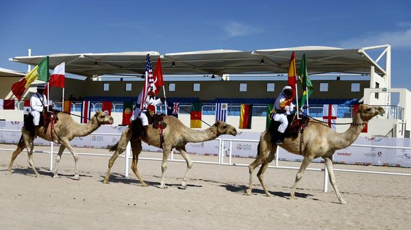Selain Piala Dunia, Qatar Juga Gelar Kontes Kecantikan Unta