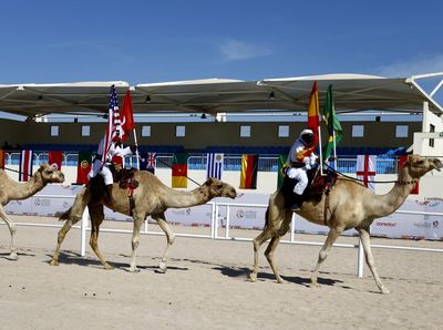 Selain Piala Dunia, Qatar Juga Gelar Kontes Kecantikan Unta