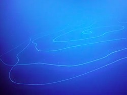 Hewan Laut Sepanjang 45 Meter Ini Bikin Para Ilmuwan Terpana