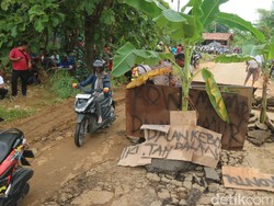 Protes Jalan Rusak, Warga Pati Tanam Pohon Pisang di Tengah Jalan