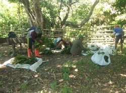 Kelompok Tani di Siru Manggarai Barat Kebagian 4 Ribu Setek Vanili