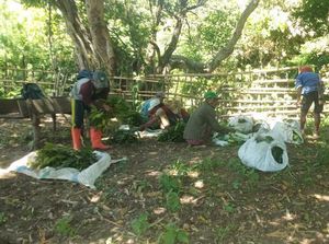 Kelompok Tani di Siru Manggarai Barat Kebagian 4 Ribu Setek Vanili Kelompok Tani di Siru Manggarai Barat Kebagian 4 Ribu Setek Vanili