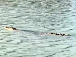 Warga Polman Diteror Kemunculan Buaya 4 Meter di Sungai Mandar