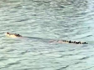 Warga Polman Diteror Kemunculan Buaya 4 Meter di Sungai Mandar Warga Polman Diteror Kemunculan Buaya 4 Meter di Sungai Mandar