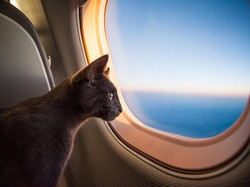 Penumpang Masukkan Kucing ke X-Ray Bandara, Hasilnya Bikin Kaget