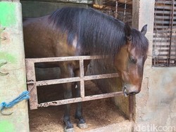 Kirab Ngunduh Mantu Kaesang-Erina di Solo, Disiapkan 28 Kuda-12 Kereta