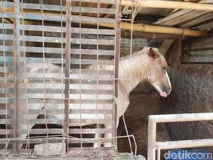 28 Kuda-12 Kereta buat Iring-iringan Ngunduh Mantu Kaesang-Erina di Solo