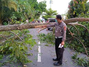 2 Pemotor di Palangkaraya Tewas Tabrak Pohon Tumbang