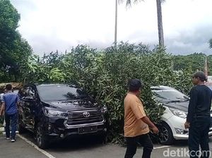 Pohon Tumbang di Kantor Gubernur Maluku Timpa 2 Mobil hingga Rusak