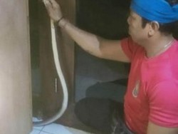 Teror Ular Marak-Meresahkan Warga Denpasar, BPBD Ungkap Penyebabnya