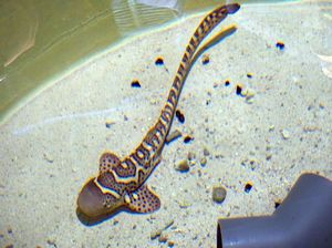 Wow! Penangkaran Hiu Belimbing Pertama di Dunia Ada di Raja Ampat