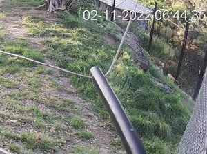 Video Kaburnya 5 Ekor Singa dari Kebun Binatang Sydney Akhirnya Dirilis