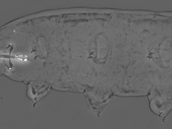 Mengenal Spesies Baru Beruang Air