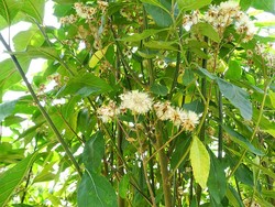 Mengetahui Manfaat Daun Afrika dan Cara Mengolahnya