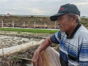 Sedihnya Kakek di Demak, Sawahnya Jadi Jalan Tol Tanpa Ada Ganti Rugi