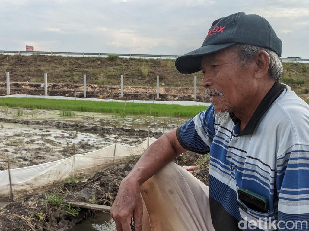 Sedihnya Kakek di Demak, Sawahnya Jadi Jalan Tol Tanpa Ada Ganti Rugi Sedihnya Kakek di Demak, Sawahnya Jadi Jalan Tol Tanpa Ada Ganti Rugi