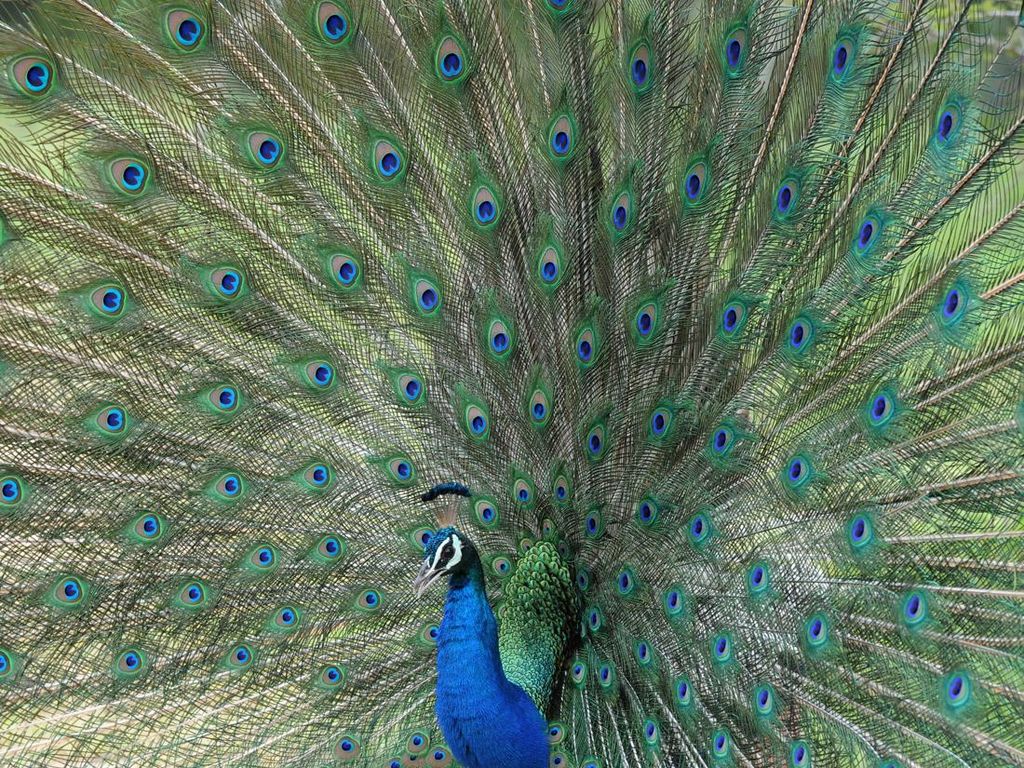 Keanekaragaman Satwa di Taman Nasional Yala Sri Lanka Keanekaragaman Satwa di Taman Nasional Yala Sri Lanka