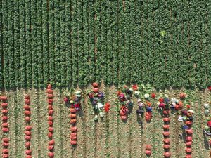 Aktivitas Panen Kubis Hasilkan Foto Indah Lho Aktivitas Panen Kubis Hasilkan Foto Indah Lho
