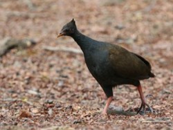 Mengenal Hewan Khas Madura Terancam Punah dan Dilindungi, Apa Saja?