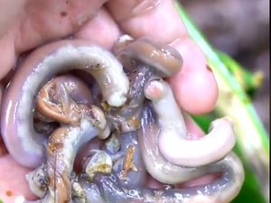 Penyebab Cacing Keluar dari Lantai Kamar Mandi, Bisa Dibasmi Pakai Ini