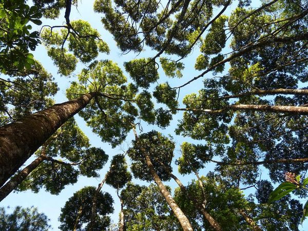 Potret Fenomena Unik Pucuk Pohon Tak Bersentuhan yang Bikin Takjub