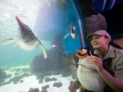 Mengintip Cara Penguin Berenang