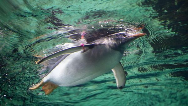 Gemas Banget! Ternyata Begini Cara Unik Penguin Renang