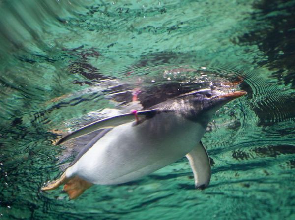 Gemas Banget! Ternyata Begini Cara Unik Penguin Renang