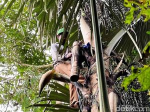 Mengenal Desa Banjar Banyuwangi, Komplek Industri Gula Aren di Lereng Ijen Mengenal Desa Banjar Banyuwangi, Komplek Industri Gula Aren di Lereng Ijen