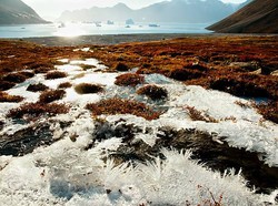 Geger Temuan Virus Zombie di Siberia, Diklaim Bisa Picu Pandemi Baru