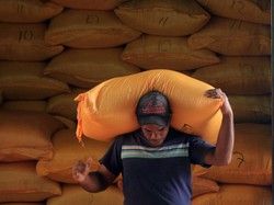 Pasokan Beras di Papua Digenjot hingga 500 Ribu Ton, Sawah 100 Ribu Ha Dibuka