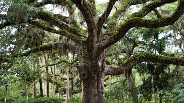 Takhayul tentang pohon/Foto: Freepik.com/wirestock Deretan fakta dibalik takhayul nasib buruk