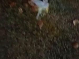 Teror Telur Busuk di Kantor NasDem Aceh Jelang Kunjungan Anies