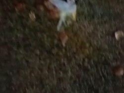 Telur Busuk di Kantor NasDem, Demokrat Minta Pelaku Ditangkap