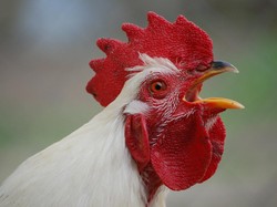 Kamu Bertanya-tanya Sunat Model Apa yang Paling Hits? Salah, Bukan Jengger Ayam