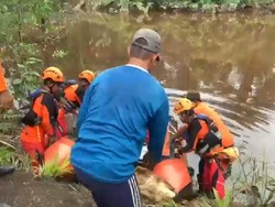 Sempat Hilang Usai Ditarik Buaya ke Sungai, Nuryasin Ditemukan Tewas