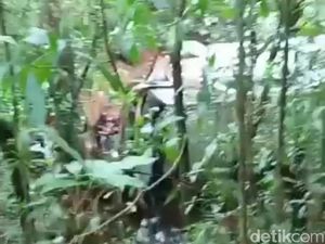 Sebuah Bus Masuk ke Jurang Gunung Lawu Magetan