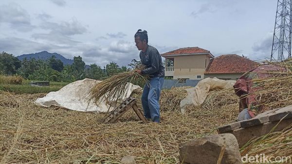 Potret Petani Panen Padi Pascagempa Cianjur