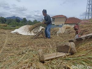 Potret Petani Panen Padi Pascagempa Cianjur
